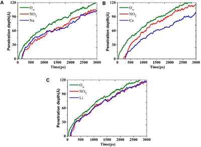 Migration of nitrite corrosion inhibitor in calcium silicate hydrate nanopore: A molecular dynamics simulation study